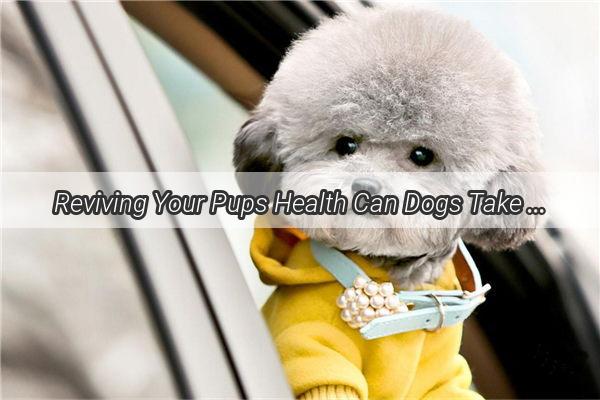 Reviving Your Pups Health Can Dogs Take Medications for Anemia